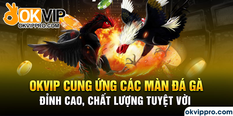 Okvip cung ứng các màn đá gà đỉnh cao, chất lượng tuyệt vời