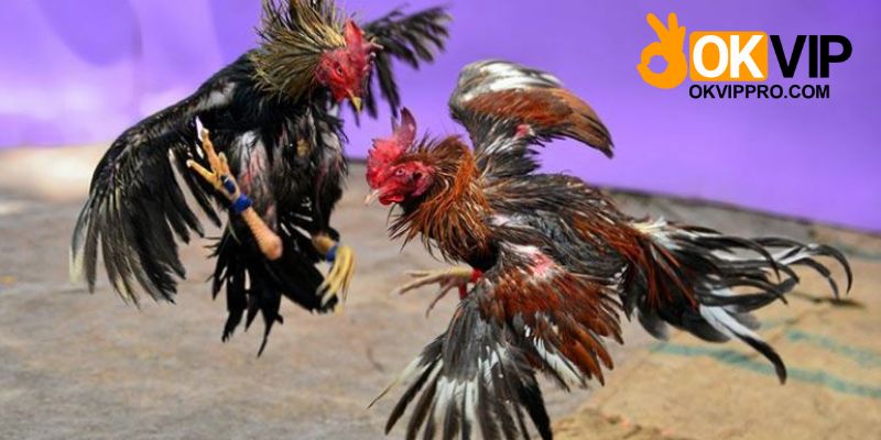 Những mức cược cần biết khi tham gia đá gà Thomo