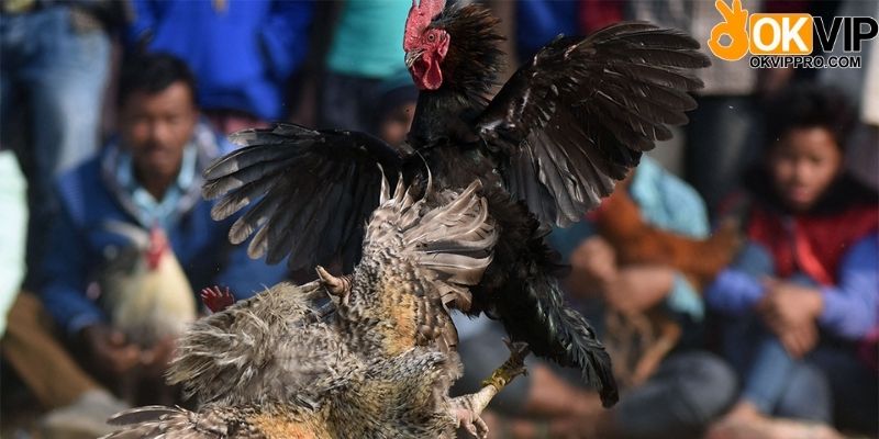 Quy tắc khi vệ sinh chuồng trại cho gà đá độ