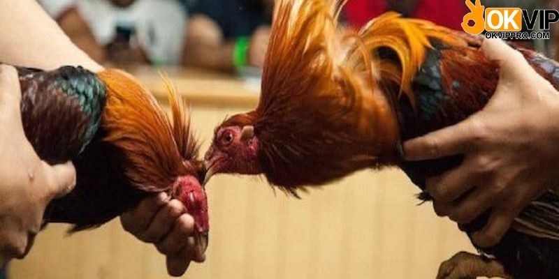 Casino đá gà C1 trực tiếp là gì?