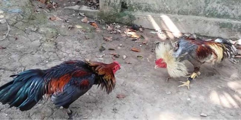 Gà Peru thuộc giống gà có tinh thần thi đấu cao, sức bật tốt