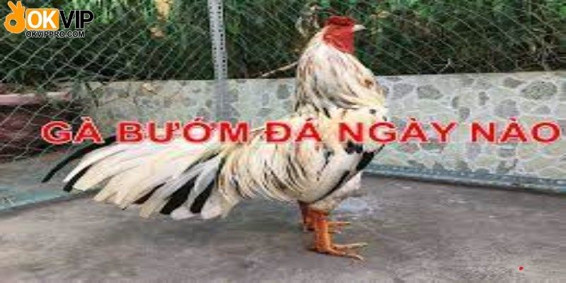 Gà bướm đá ngày nào tốt nhất thị trường?